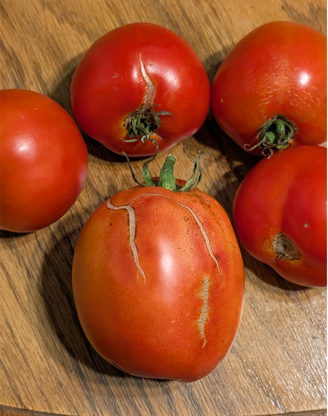 Iowa's warm, wet summer gives us lots of vegetables, some garden diseases