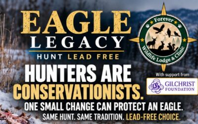 ‘Eagle Legacy’ campaign urging Iowa hunters to use lead-free ammo
