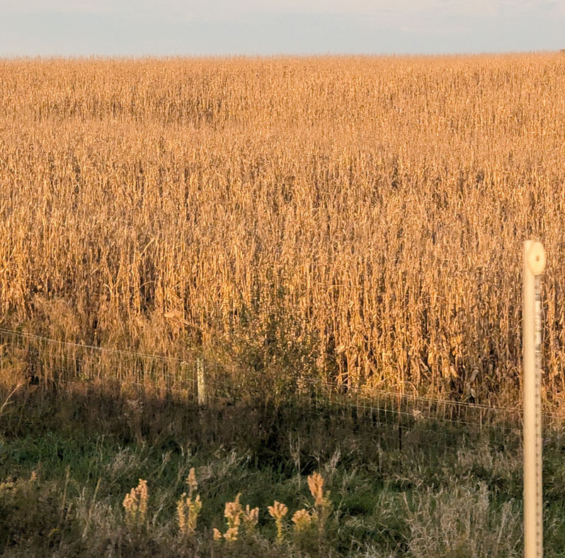 Iowa corn harvest caught up some last week with dry weather